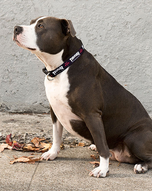 Thrasher Dog Collar
