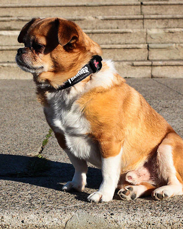 Thrasher Dog Collar