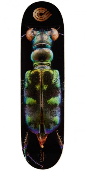 Powell Tiger Beetle 8.25